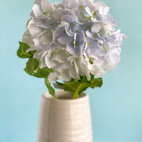Blue Hydrangea Stem