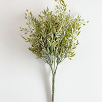 Garden Sage Bush