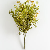 Summer Beauty Bush
