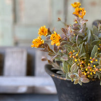 Mustard Fall Bush