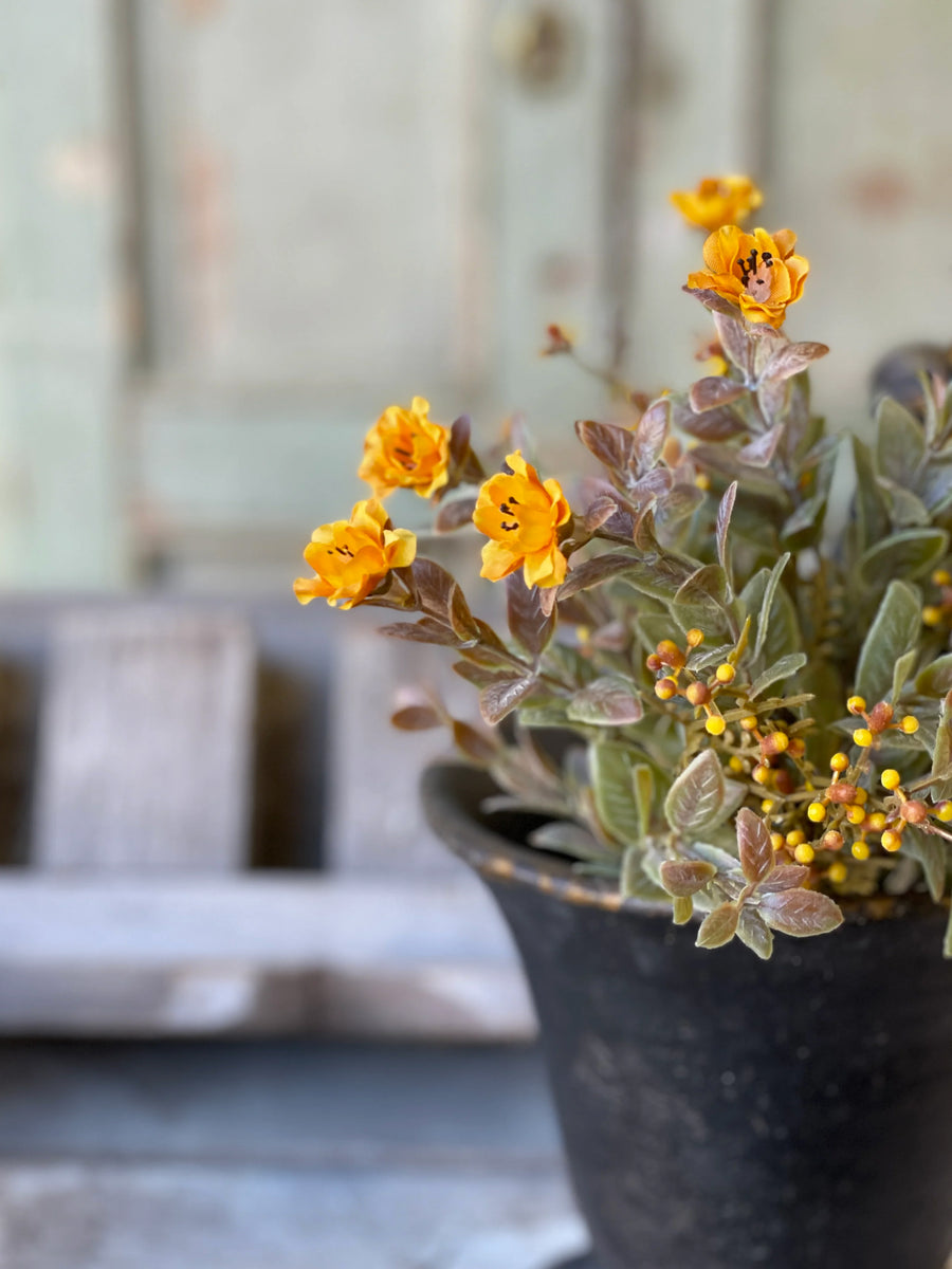 Mustard Fall Bush