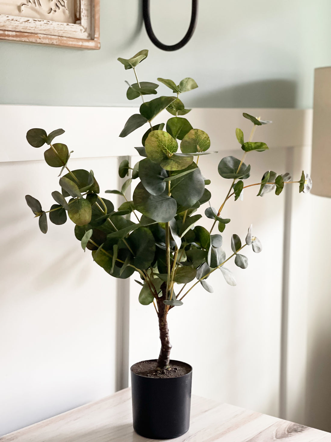 eucalyptus potted plant for sale Potted Eucalyptus Tree