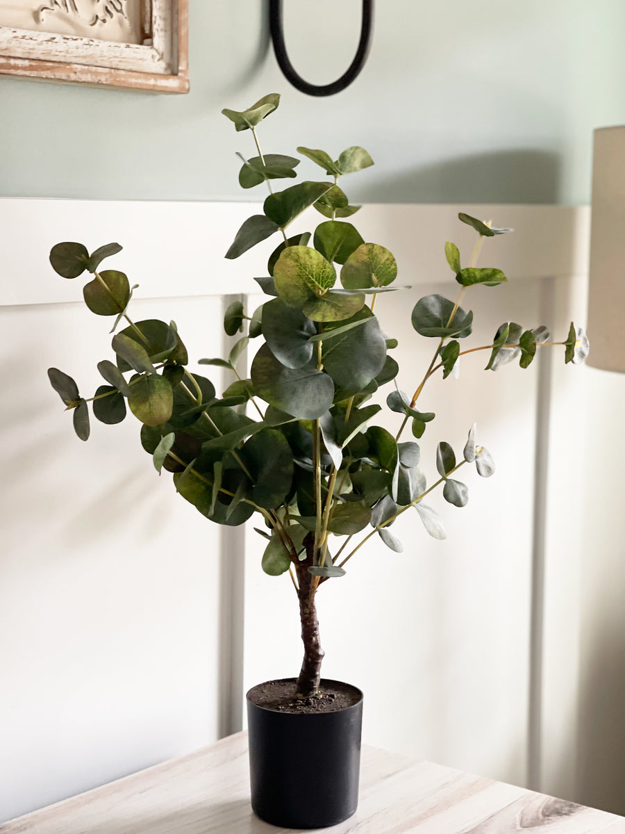 best pot for eucalyptus plant Potted Eucalyptus Tree