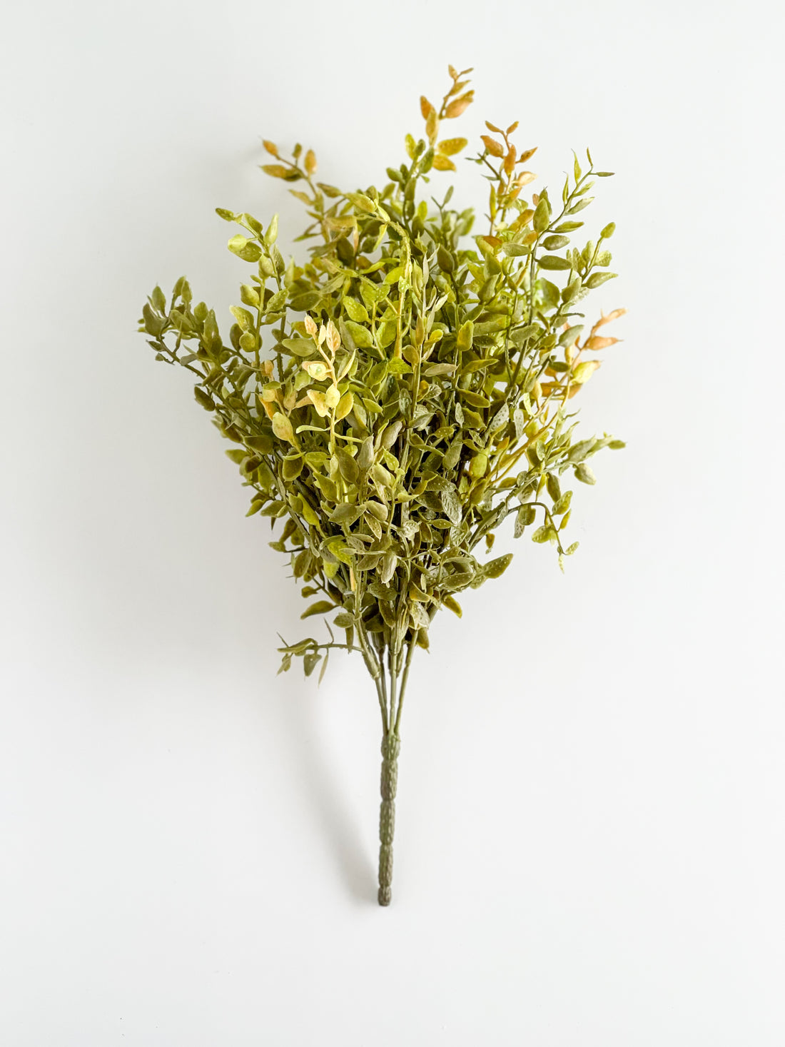 Summer Beauty Bush